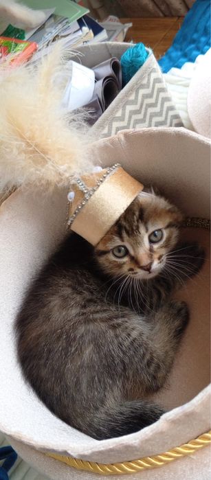 Котята бесплатно