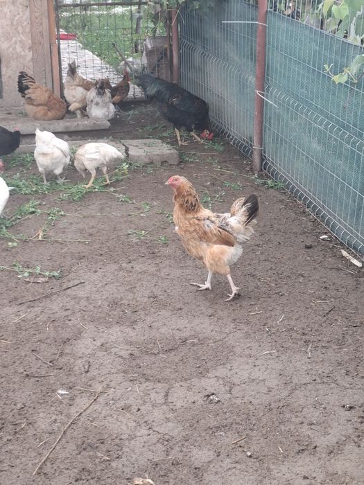 Cocoși, gaini si pui
