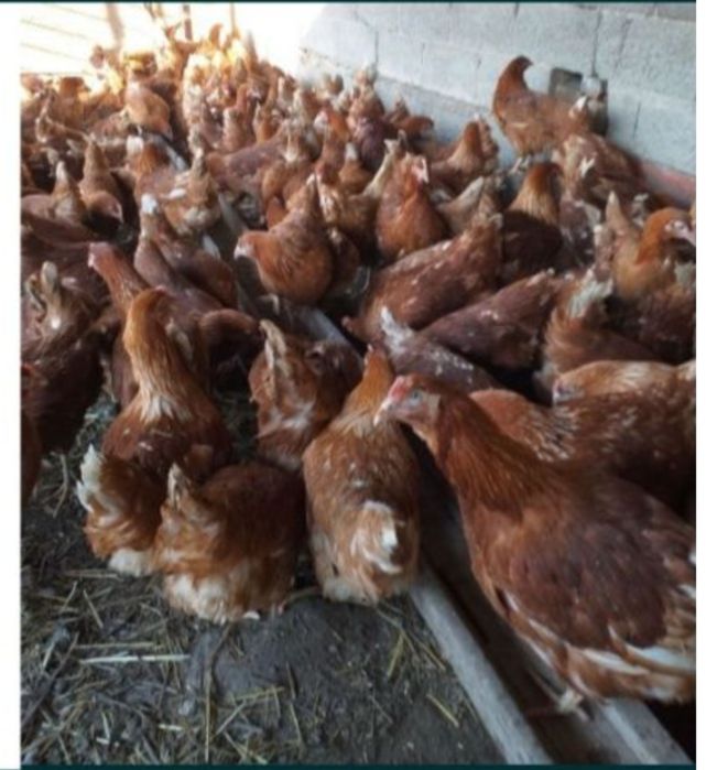 Продам курей ломан Браун