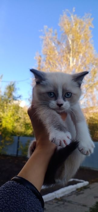 Котенок в добрые руки