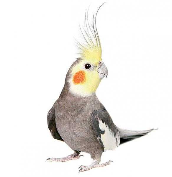 Кареллы попугай от заводчика