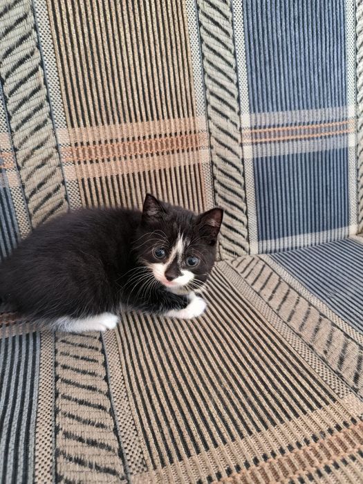 Котят отдам в добрые руки