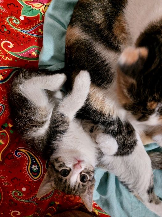 Отдам котенка в хорошие руки