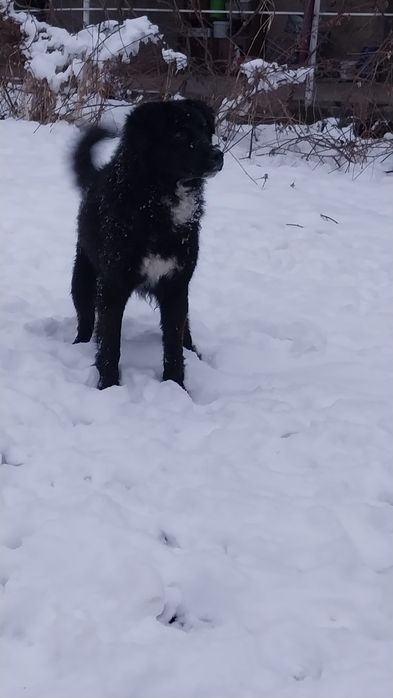 Кучук  соглом яхши бокилган