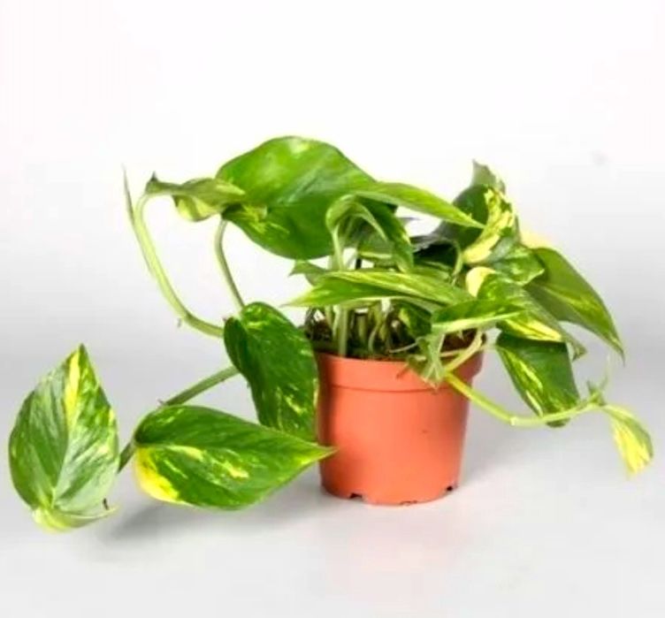 Комнатные растения, цветы для дома, офиса