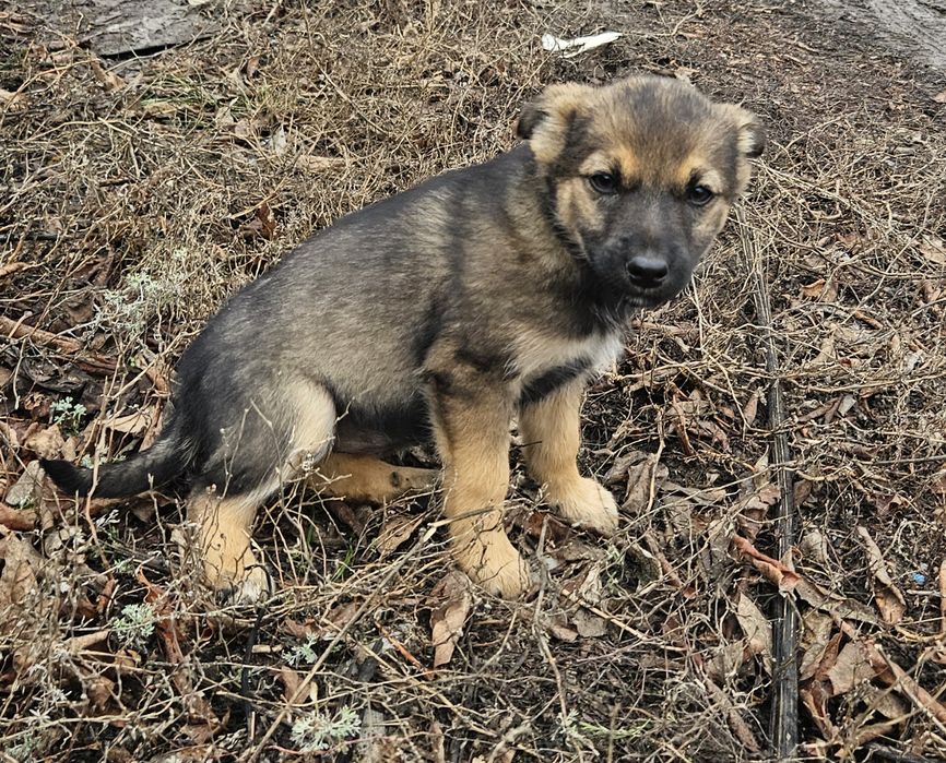 Очаровательные щенят ищут дом