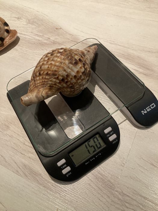 Сет Раковини от Карибите.