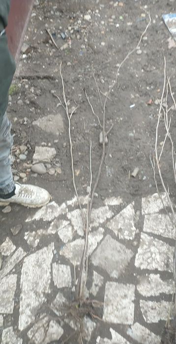 Butași sau tufe coacăze negre