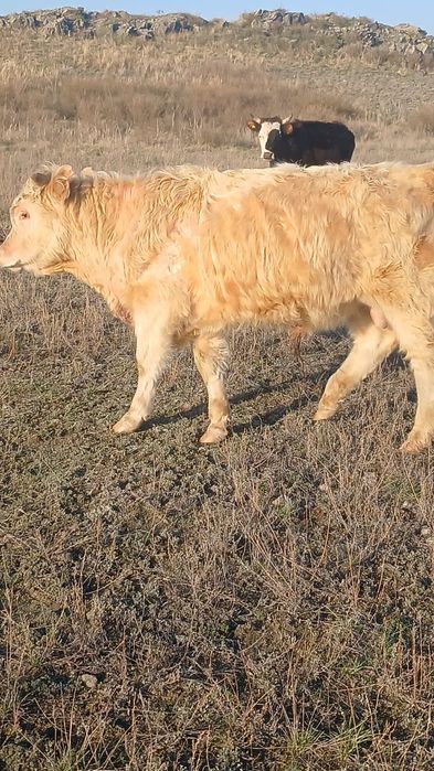 Аулекол чистый бычок!