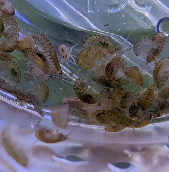 Hrana vie gammarus