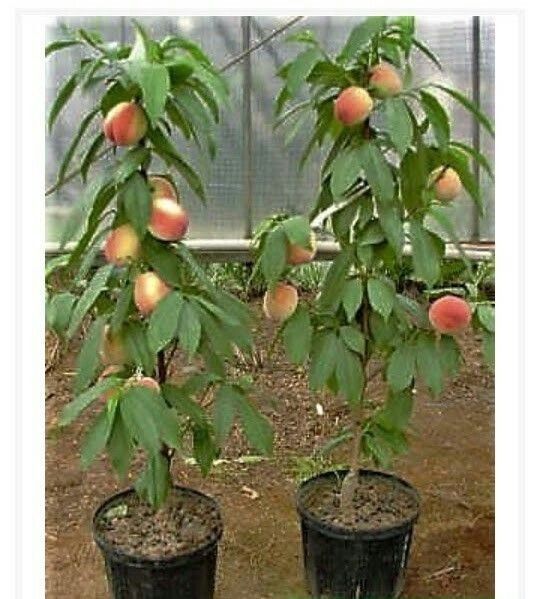 Pomi Fructiferi Columnari (Piersic )