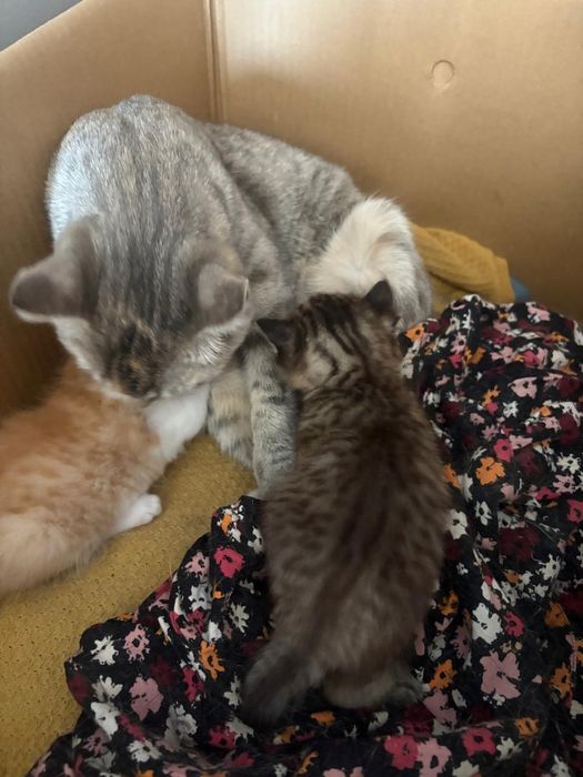 Отдам котят в добрые руки