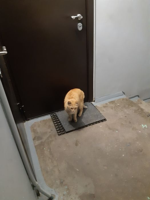 Найден рыжий кот, кастрирован