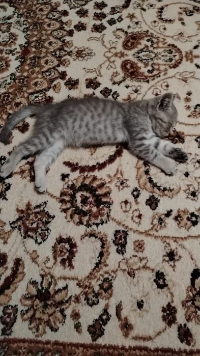 отдам котенка в добрые руки!