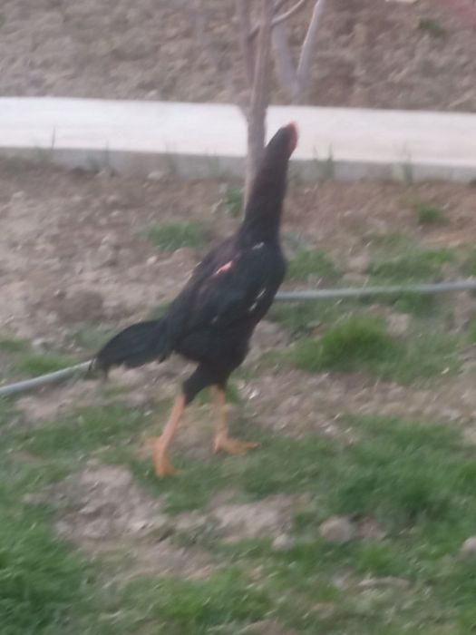 Dakan xoroz sotiladi