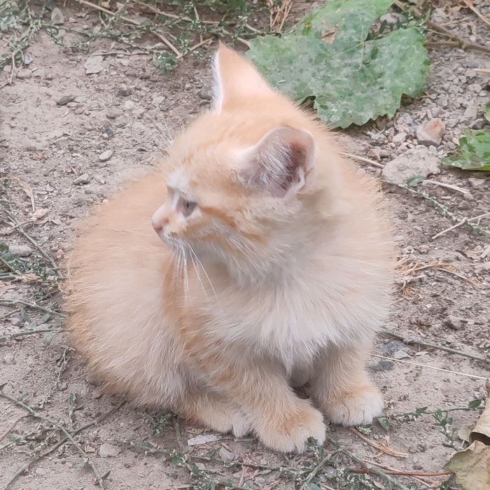 Котята бесплатно
