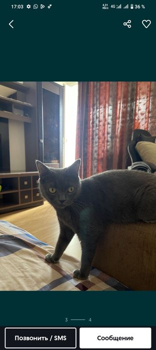 Кошка шотландец порода