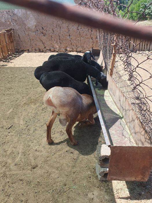 Qoy куй кой qochqorlar sotiladi Aqiqa va boshqa marosmlar 24/7