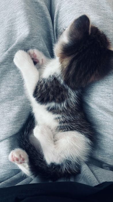 кот (мальчик) 1 месяц