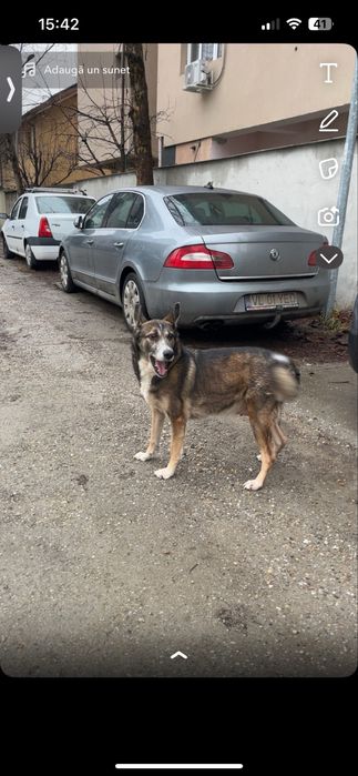 Plimb caini/Pet walker