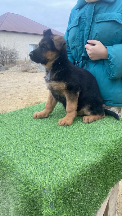 продается немецкая овчарка