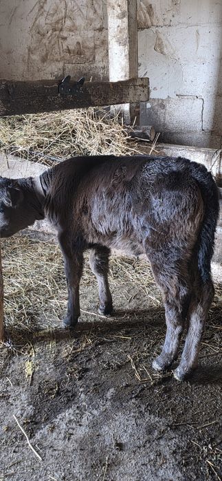 Vand vitelusa angus