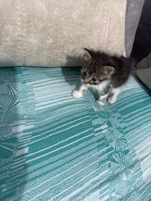Отдам котенка даром в хорошии руки!