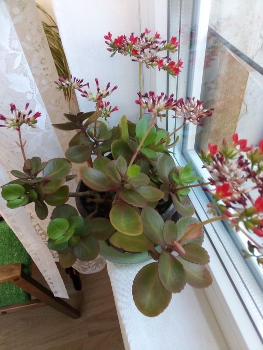 Млади олеандри, Здравец,алое, детелина, чемшир,хлорофитум, бегония, па