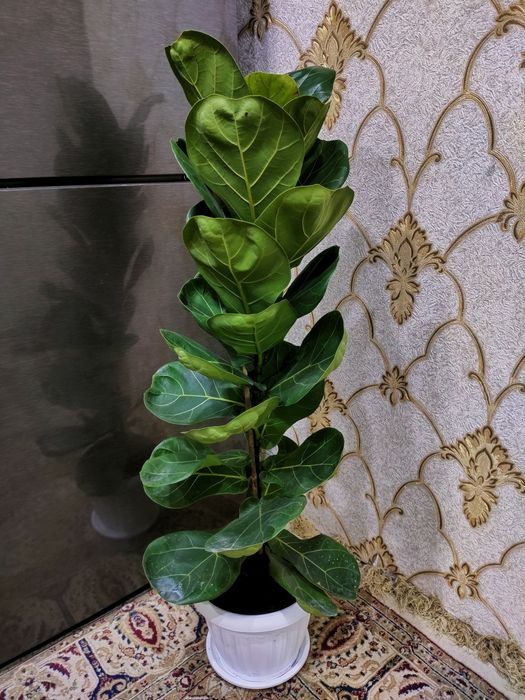 Женское счастье. Доставка