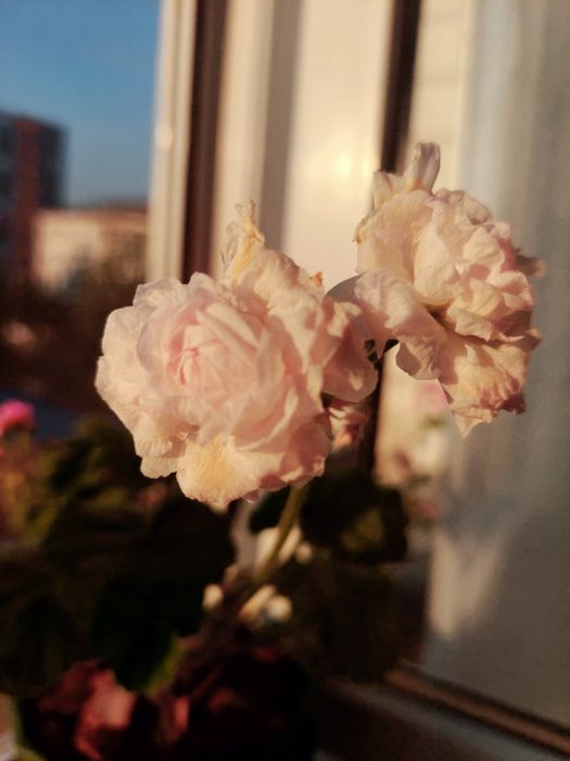 Комнатные цветы.