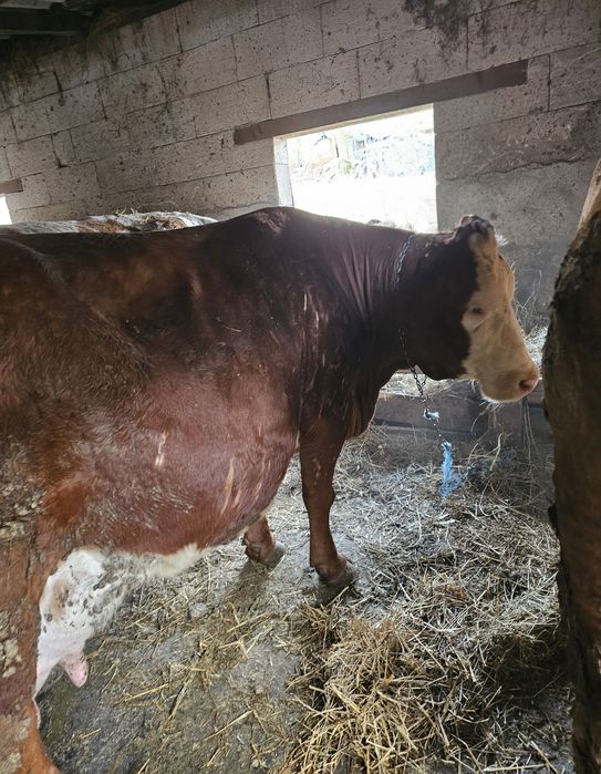 Vând vaca gestantă