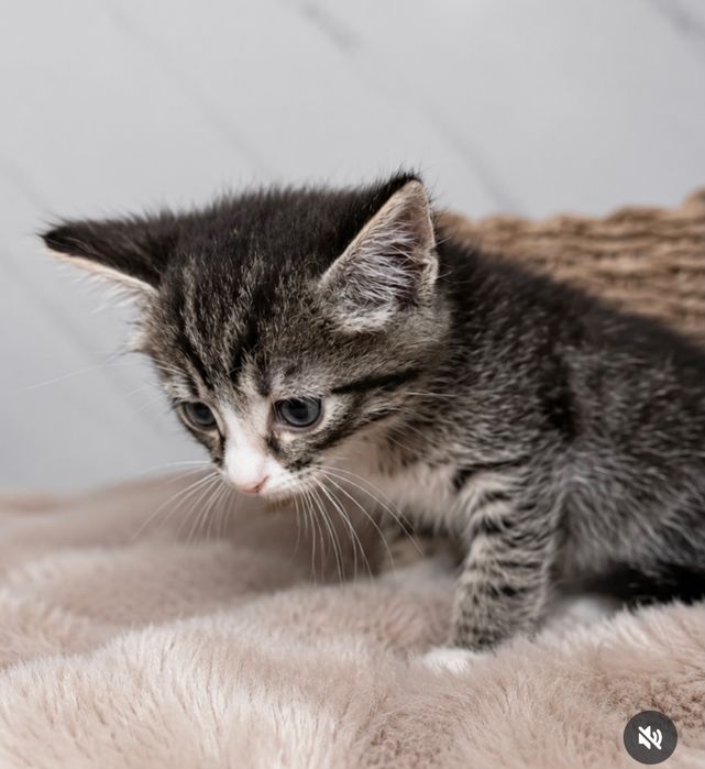 Котята с документами ищут дом