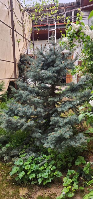 Голубой ель крымский.