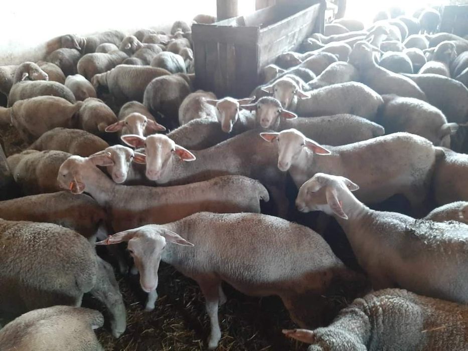 Miele tineret lacaune cu pedigree