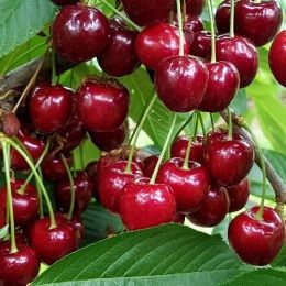 Pomi Fructiferi Pitici Dwrf (Soiuri De Vișin )