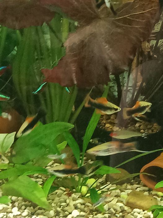 Аквариумные рыбки