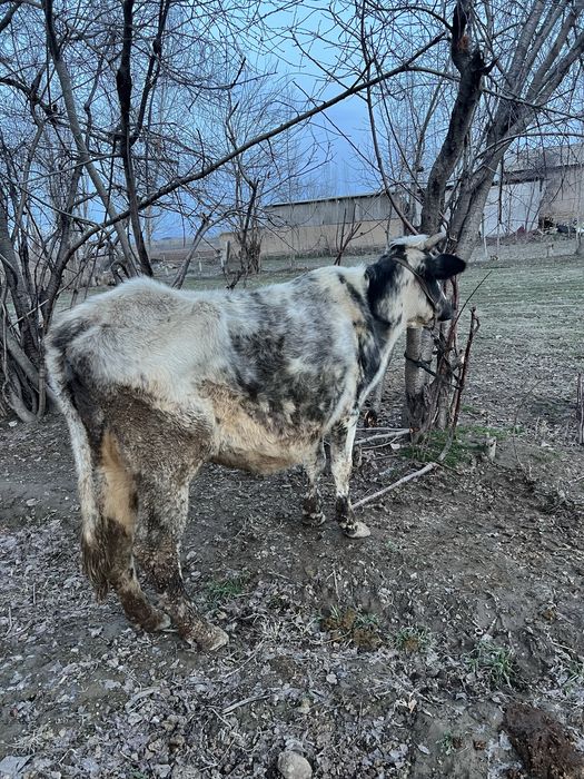 Ona bola sigir bolasi erkak