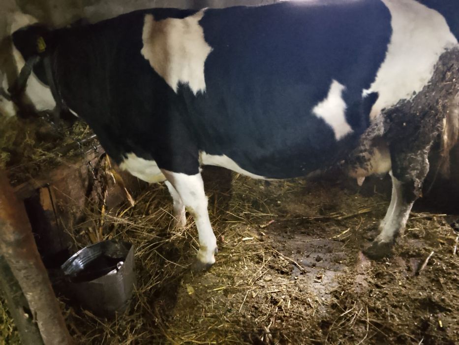 Vând vacă gestanta