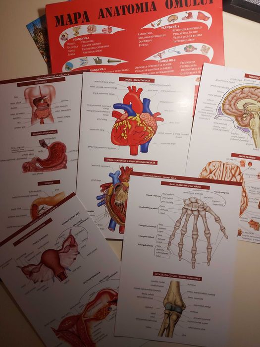 Atlas si mape perfecte pentru admiterea la medicina UMFCD