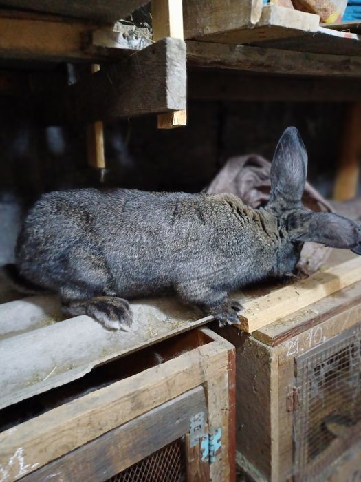 Кролики  молодняк 5000тг.