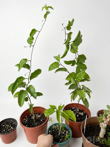 Маракуя пасифлора