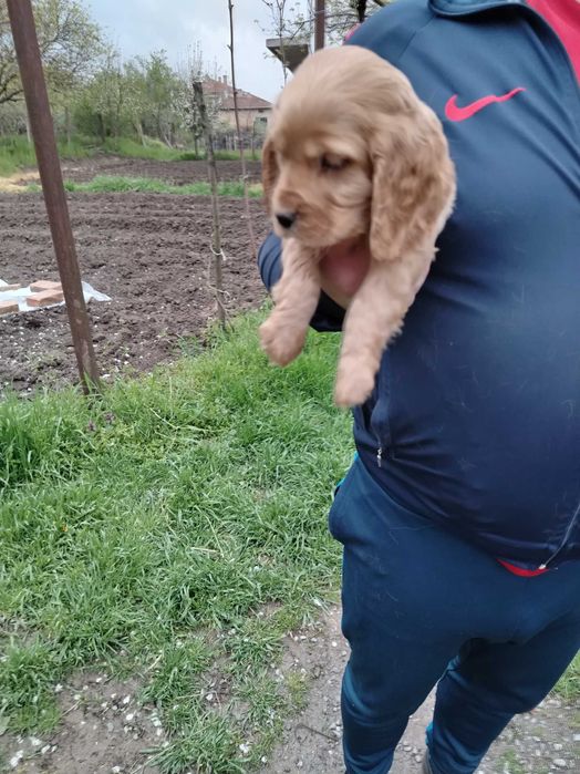 Английски кокерчета