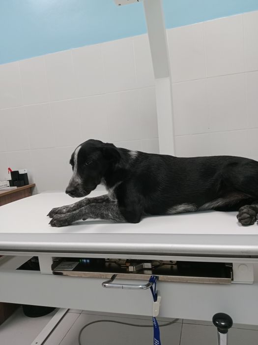 Собачки в поисках дома