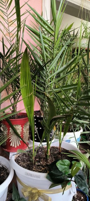 Пальмы, цветы,различные растения.