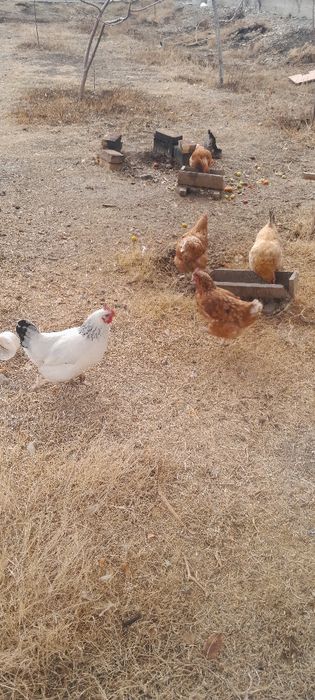 Продаётся домашние курицы несушки