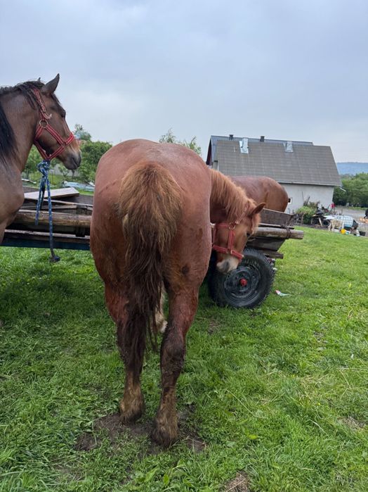 Mânza de 3 ani mai multe detali la telefon