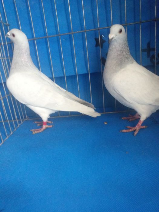 Vând porumbei de rasa