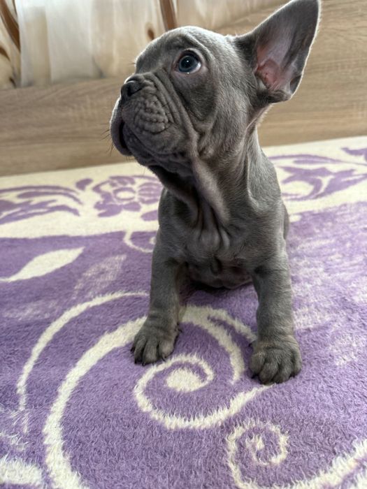 Френски булдог blue ten