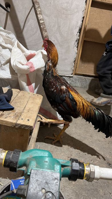 Дакан қораз сатылады