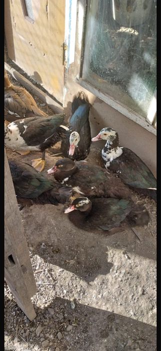 Продам индоуток.